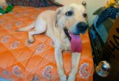 Dog creche