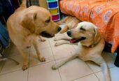 Dog creche