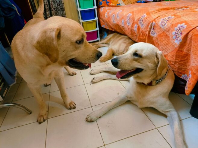 Dog creche