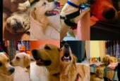 Dog creche