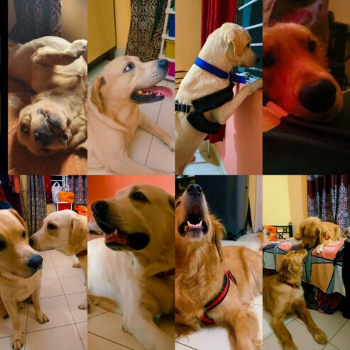 Dog creche