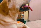 Dog creche