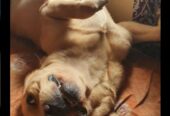 Dog creche